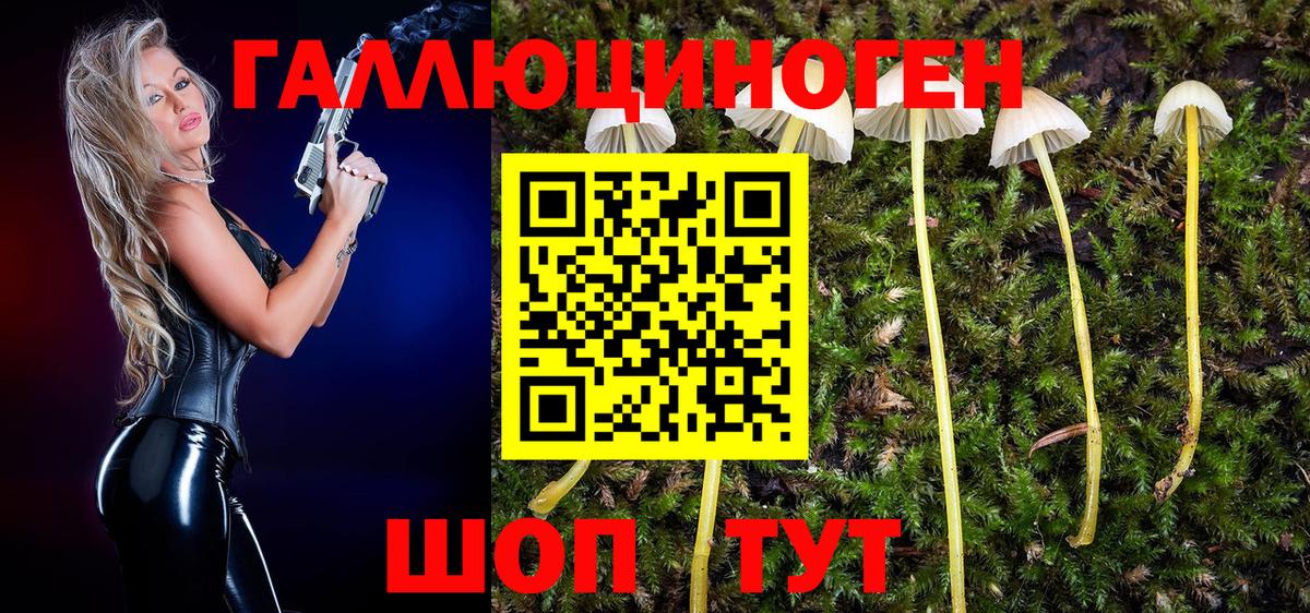 Галлюциногенные грибы Psilocybine cubensis Карабулак